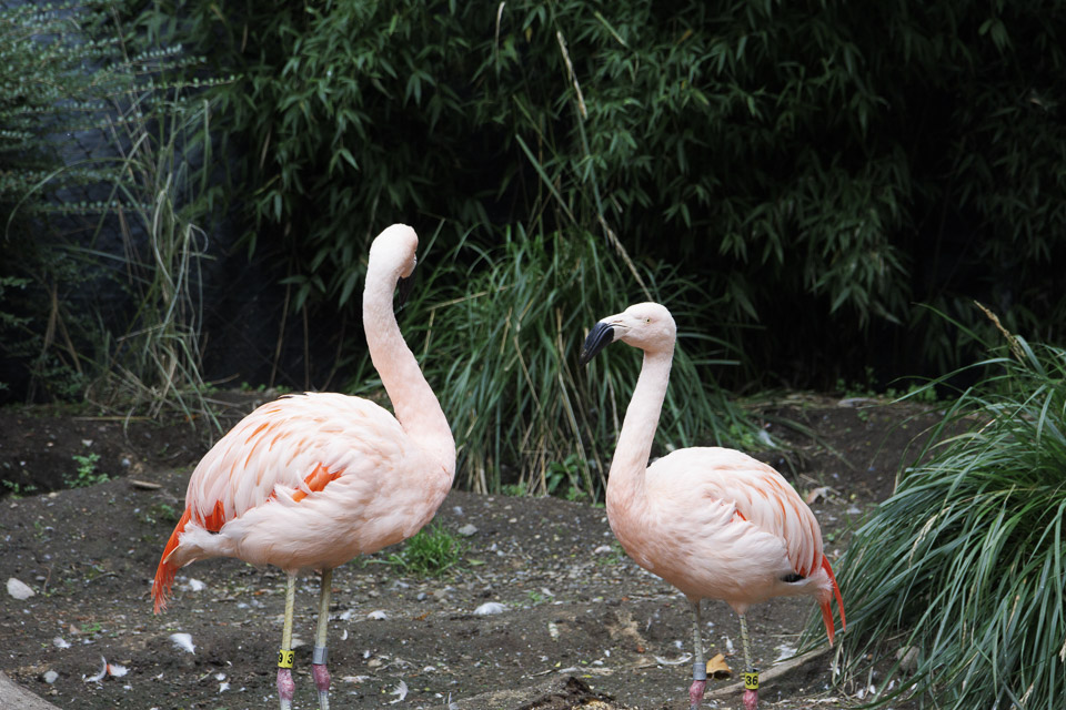 Woodland Park Zoo — photo 33